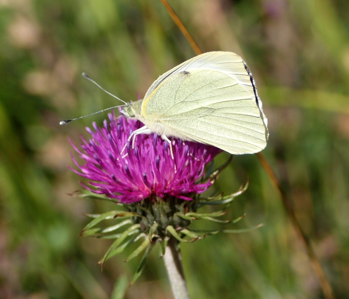 Pieris